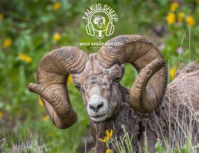 Talk Is Sheep Cover Art