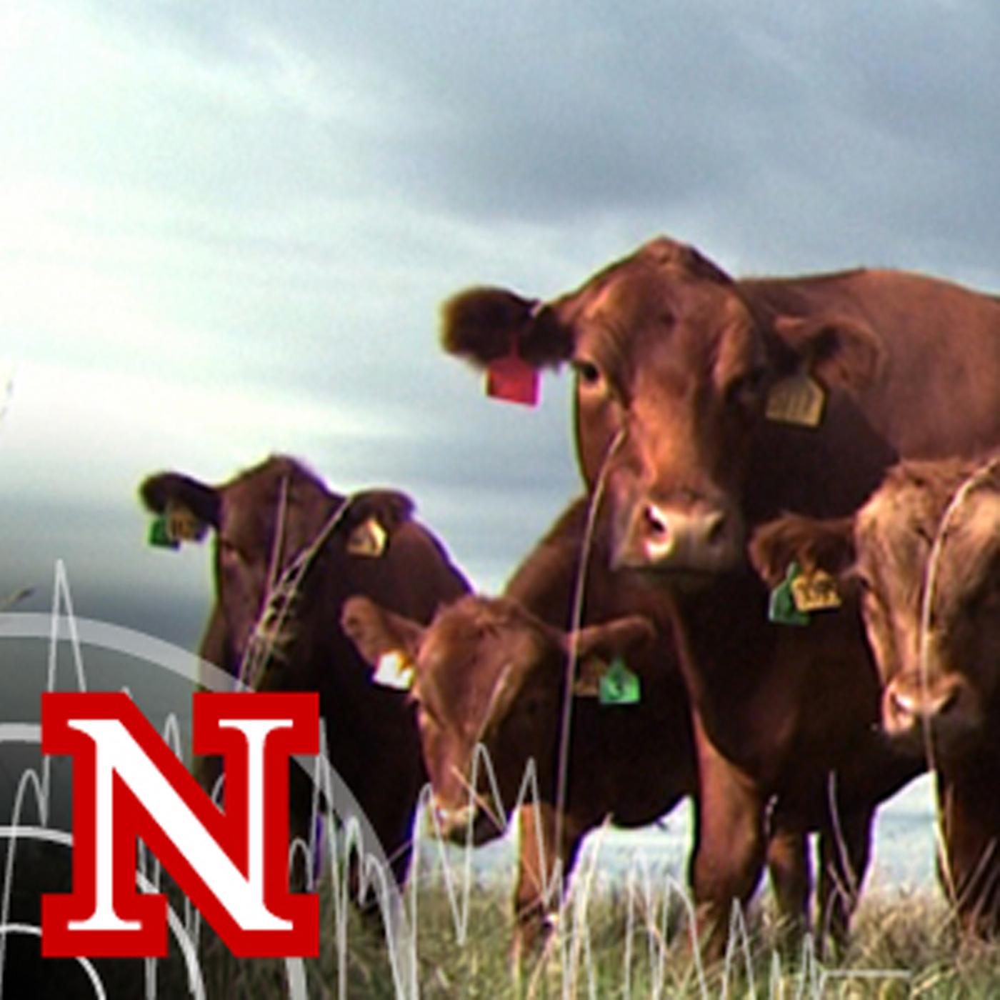 UNL BeefWatch Cover Art