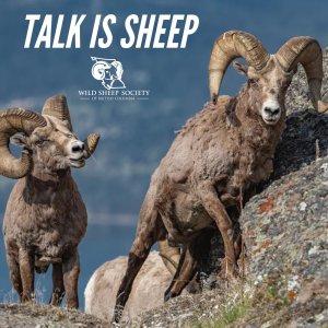 Cover art of Talk Is Sheep Talk Is Sheep