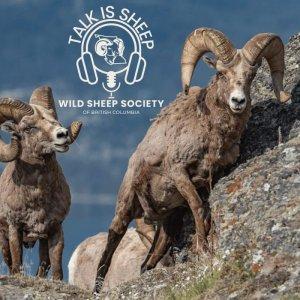 Cover art of Talk Is Sheep Talk Is Sheep