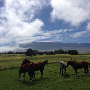 Big Island Hawaii Ultra-Ultra Events and News from Hawai'i