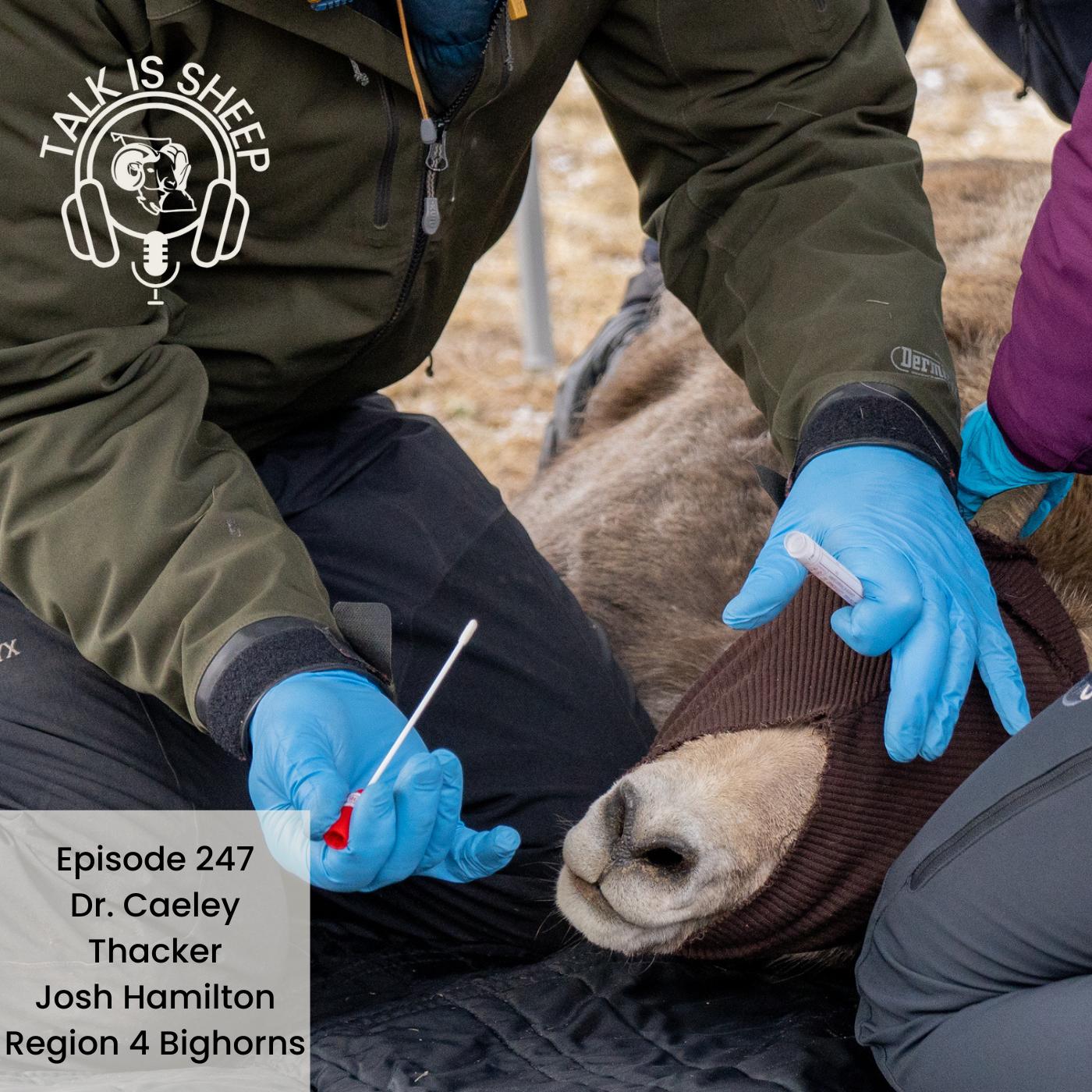 Safeguarding Bighorns – A Health Initiative in the Kootenays