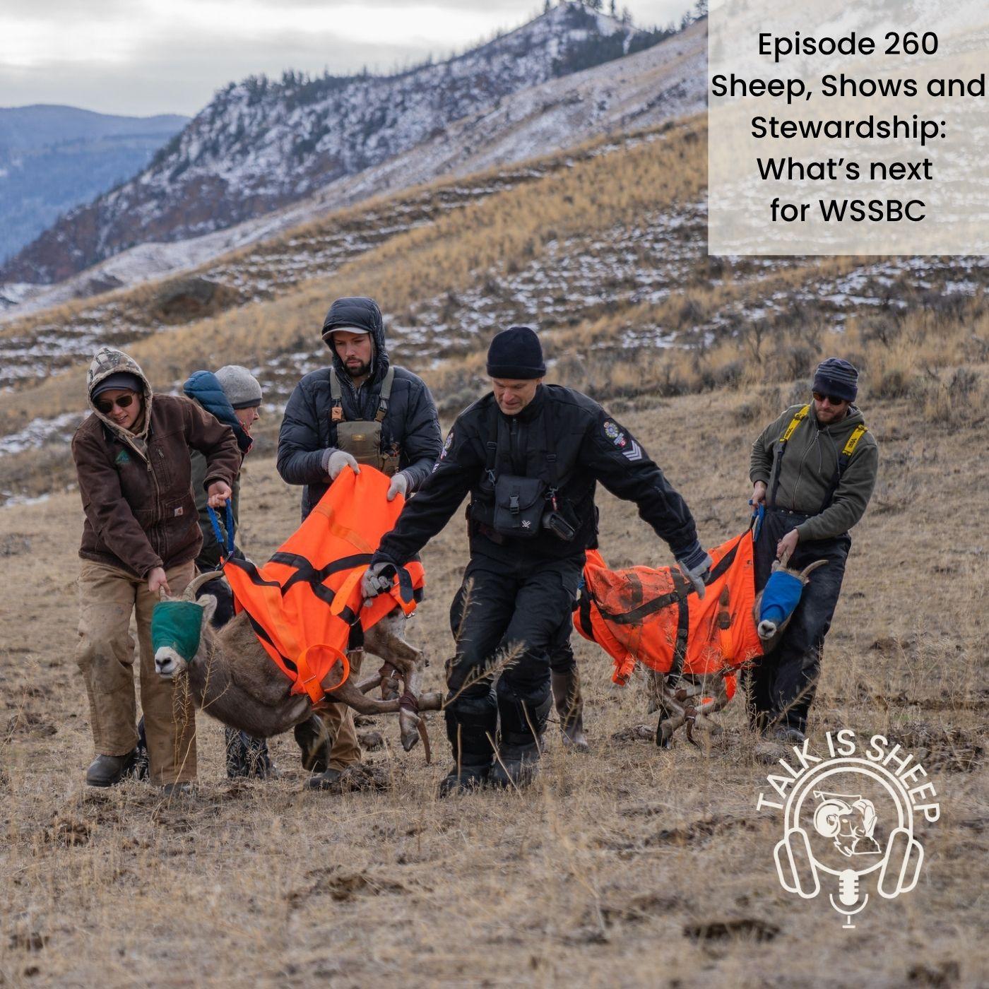 Sheep, Shows & Stewardship: What’s Next for WSSBC