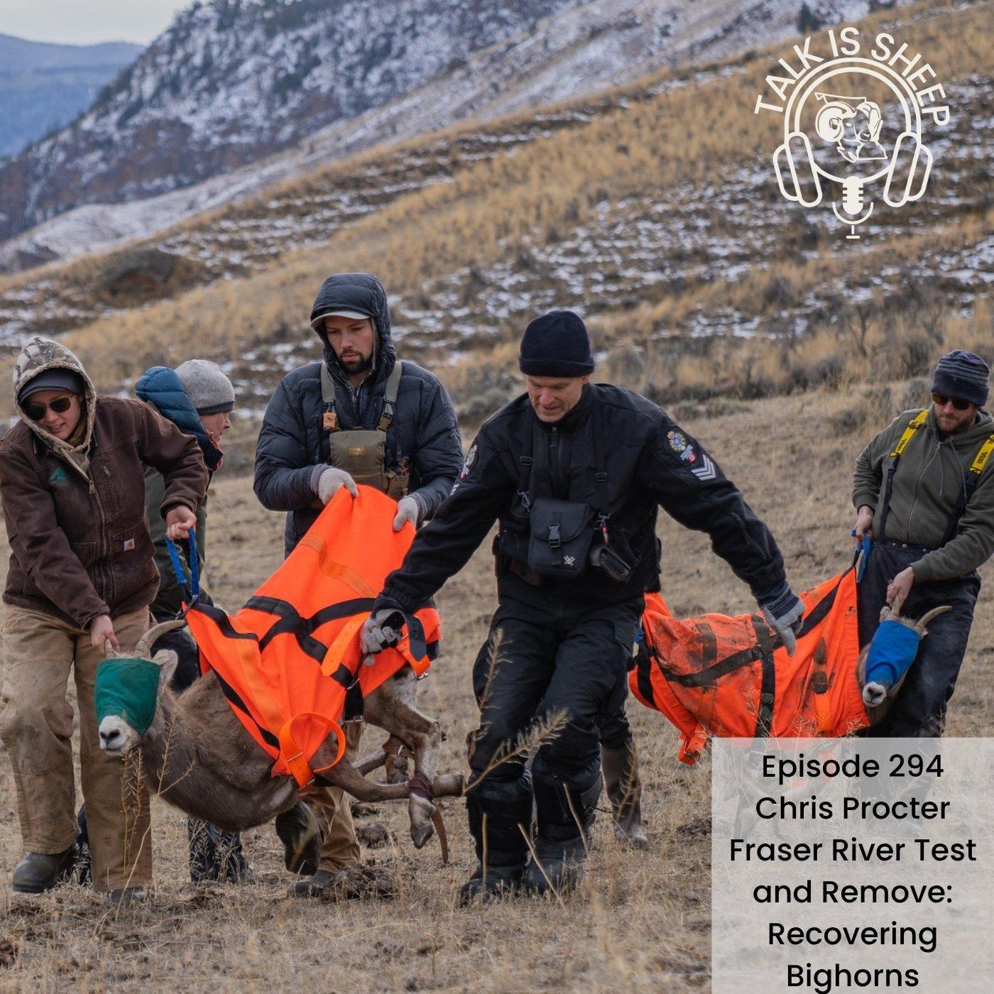 Fraser River Test and Remove: Recovering Bighorns with Chris Procter episode artwork