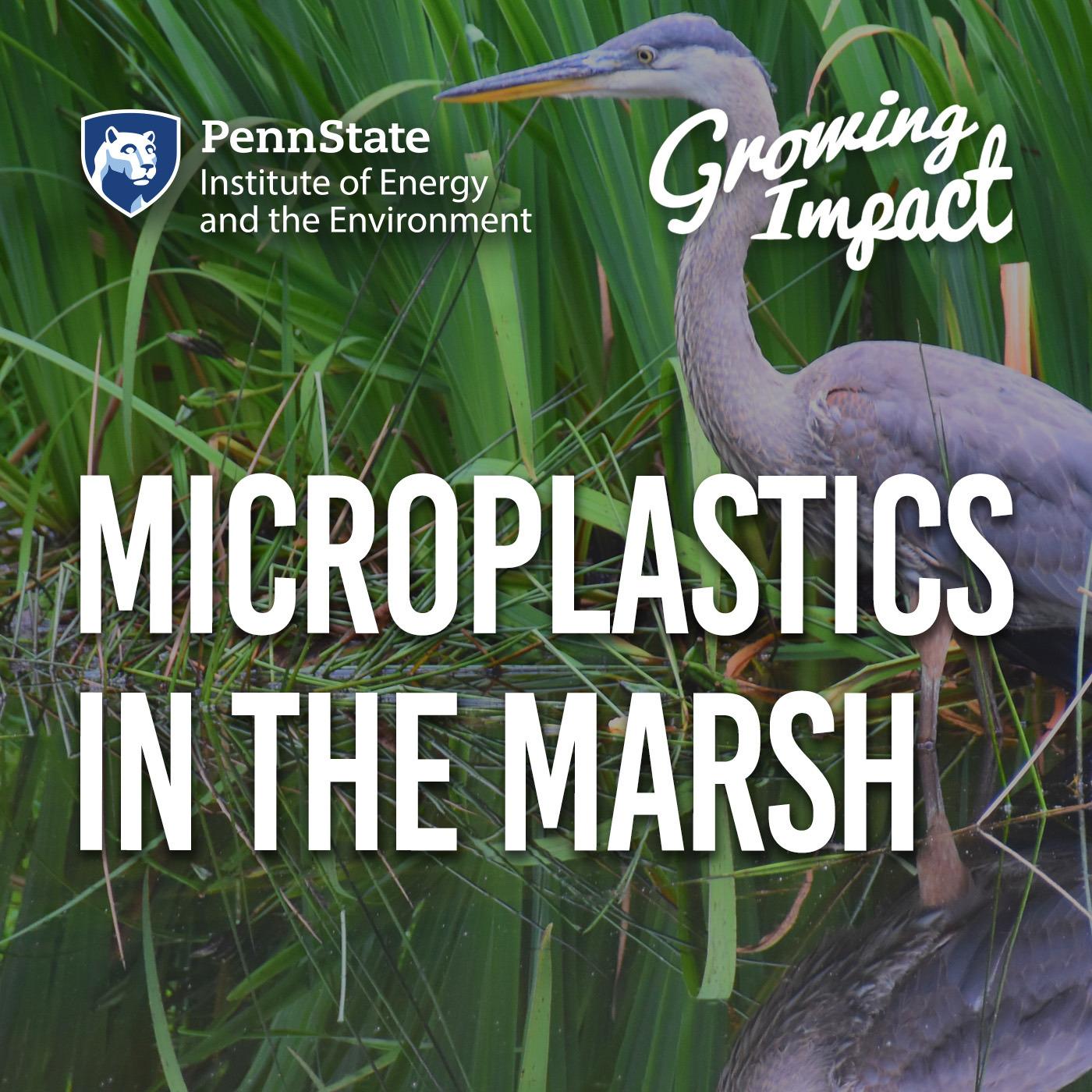 Microplastics in the marsh Microplastics in the marsh