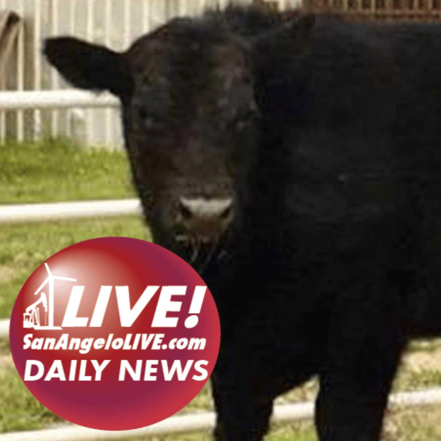 San Angelo LIVE! Daily News