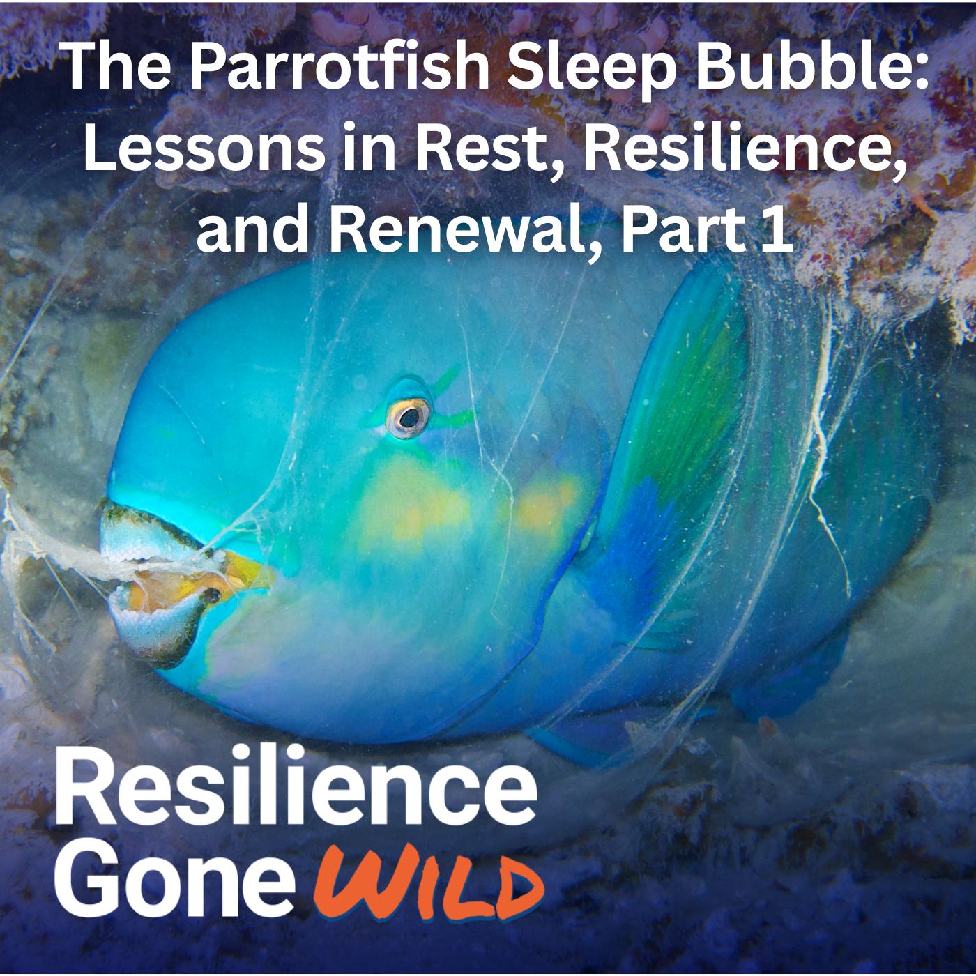 Resilience Gone Wild (WinWinWin Mindset)